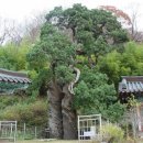 제 102차 대전백송산악회 순천 조계산 산행(선암사- 송광사) 이미지