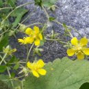 순수농장 이미지