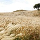 억새2축구장 이미지