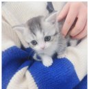 버디독 고양이분양 강아지분양 안심분양센터 인천점 이미지