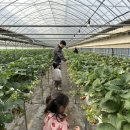 땡큐팜 | 김포딸기체험 더땡큐팜딸기 농장 방문 내돈내산 후기