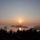 산양일주도로가로수 이미지