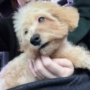 아멜리몽 이미지