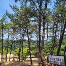 백사장사계절숲속야영장 이미지