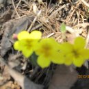 서울고현초등학교 Daum카페