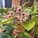 준스헤어 이미지