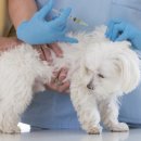 보듬어 줄개 이미지