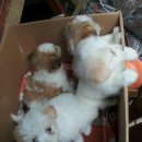 메디펫동물병원 이미지