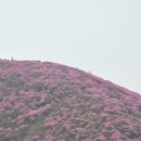 구례진달래집 이미지
