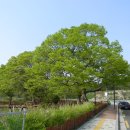 금암기적비 이미지