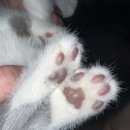 대전본동물병원 이미지