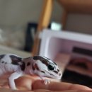 어울림 동물병원 | 어울림 동물병원 방문후기-펫테일 게코