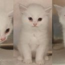 한 동물병원 이미지