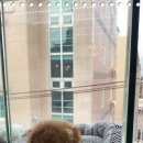 마마스미독 강아지분양 인천점 이미지