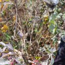 숨비기낭 이미지