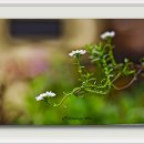 이베리스 이미지