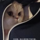 초밥앤알밥