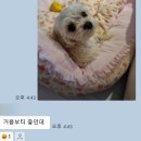 노바펫 이미지