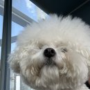 미밍코롯데울산