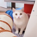 묘랑 고양이 전문호텔 이미지