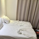 씬오브그린파파 리조트 내돈내산 솔직후기, 보홀 분위기 예쁜 숙소 Scent of green papaya 센트오브...