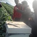 태자농장 이미지