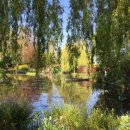 버드나무 이미지