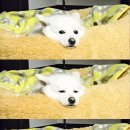 모니