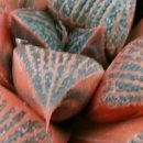 현천농장 이미지