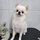 몽리케 이미지