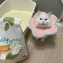 탱스땡스 | 고양이 카사바모래추천 땡스스탬프 써유모래 오렌지 체험 후기