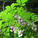 군산 옥산저수지 구불길(마실길)-봄2 이미지