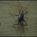 산채건강마을 이미지