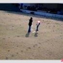 샤인독 Daum카페