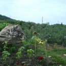 사과나무부동산중개사무소 이미지