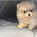 도그마루강아지고양이부산 | 강아지와 고양이를 위한 완벽한 공간, 부산강아지분양 도그마루 후기