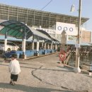 별빛백도 이미지