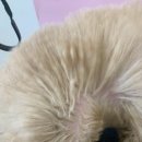 그루밍 하니 이미지
