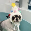 단추펫살롱 이미지