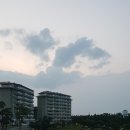 경포파인 이미지