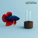 새우일 산소 이미지