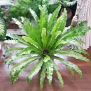 마리의 정원 이미지