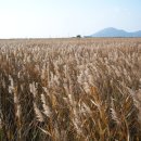 순천만 갈대밭 이미지