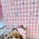 애견미용 이미지