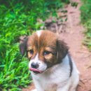 동물사랑세상 의료센터 이미지