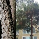 소나무 피목가지마름병 - [수목 병·해충 방제정보 및 피해사례] 이미지
