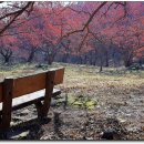 이천산수유마을 이미지
