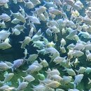 대전아쿠아리움 이미지