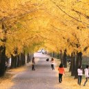 은행나무길 이미지