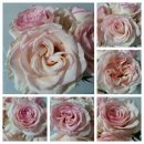 장미농장2 | ㅅㄱ농장~향장미2단후기🌹